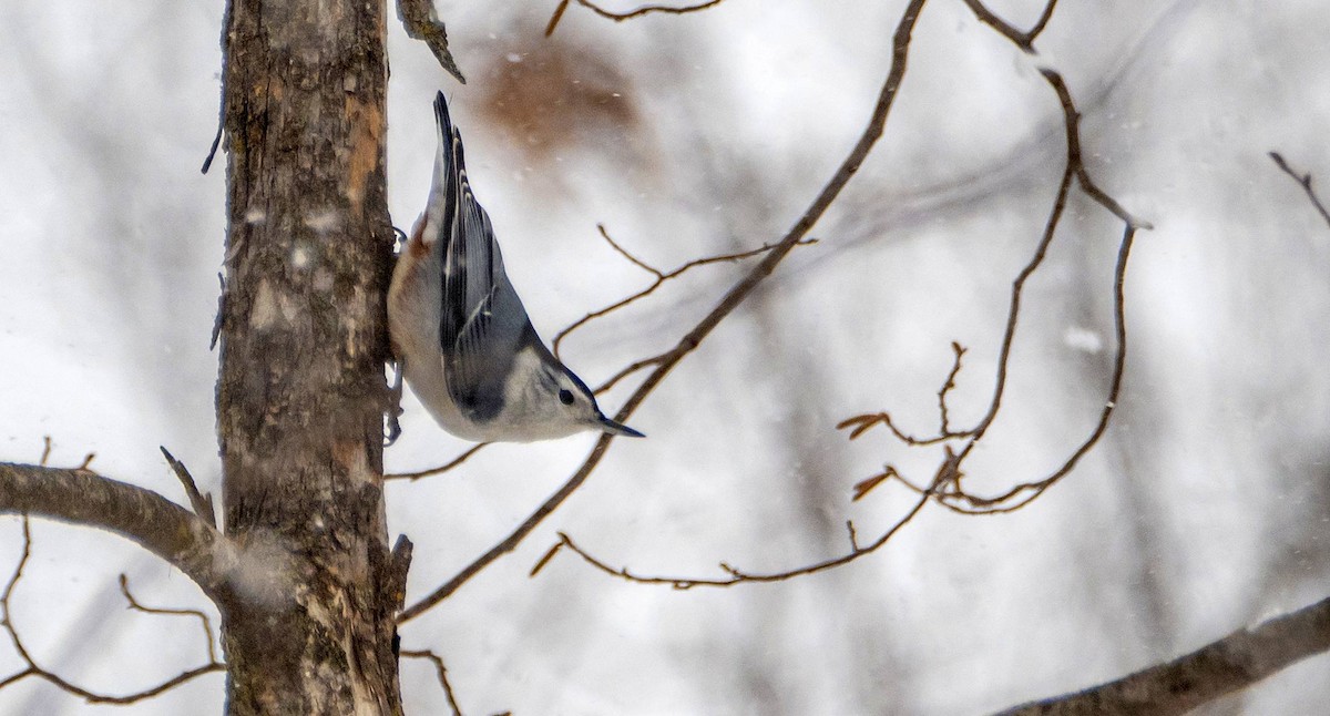 White-breasted Nuthatch - ML613573855
