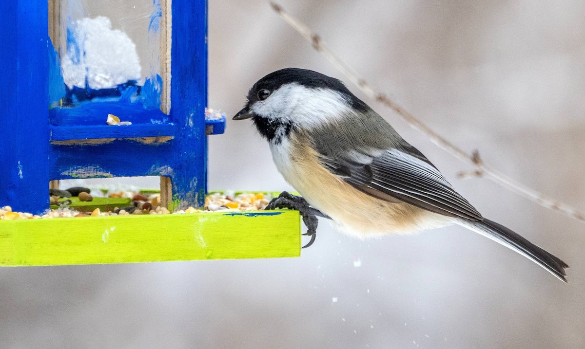 Black-capped Chickadee - ML613573861