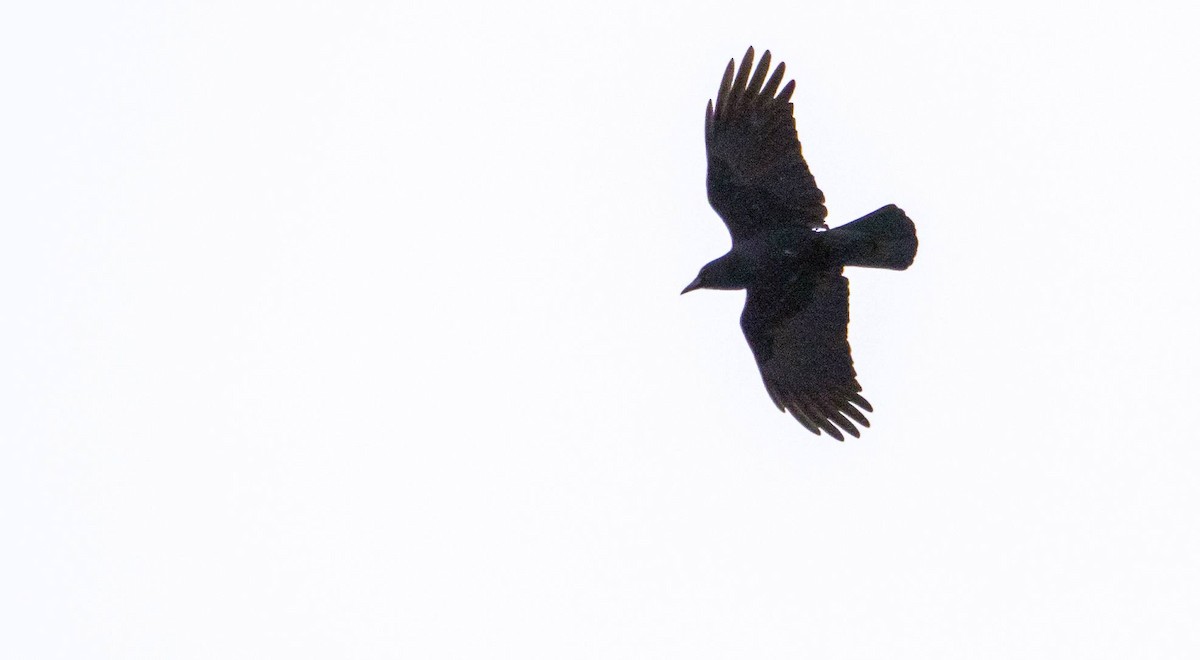 American Crow - ML613573875