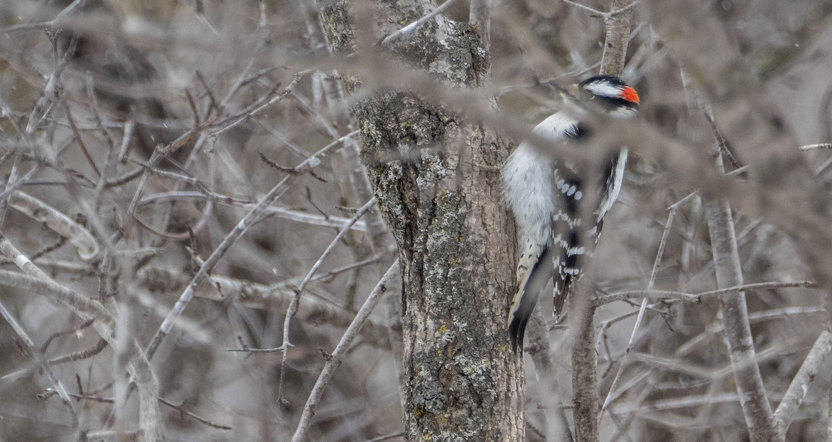 Downy Woodpecker - ML613573926