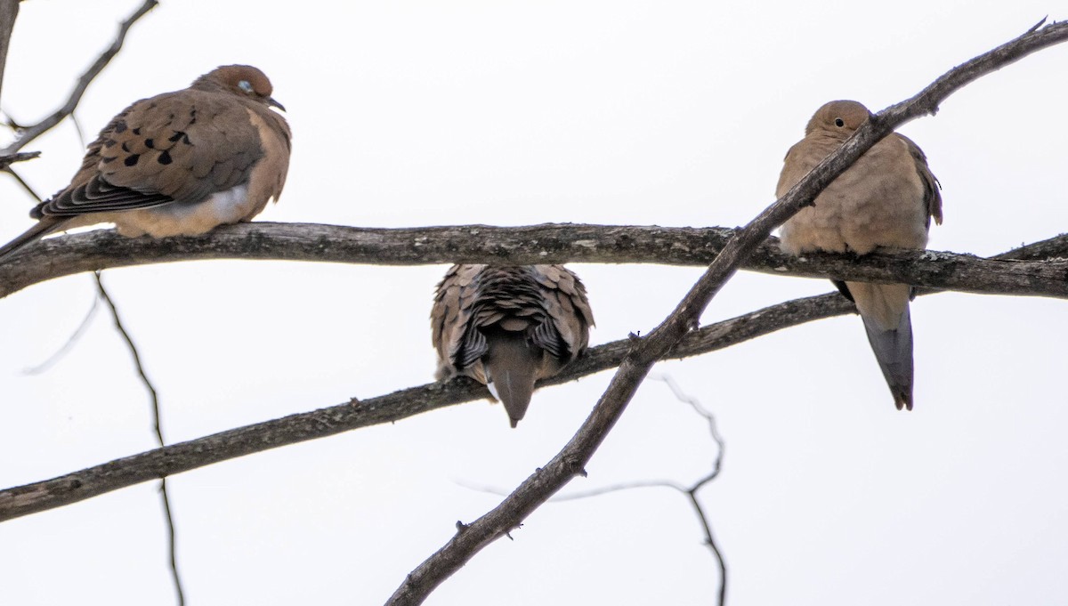 Mourning Dove - ML613573958