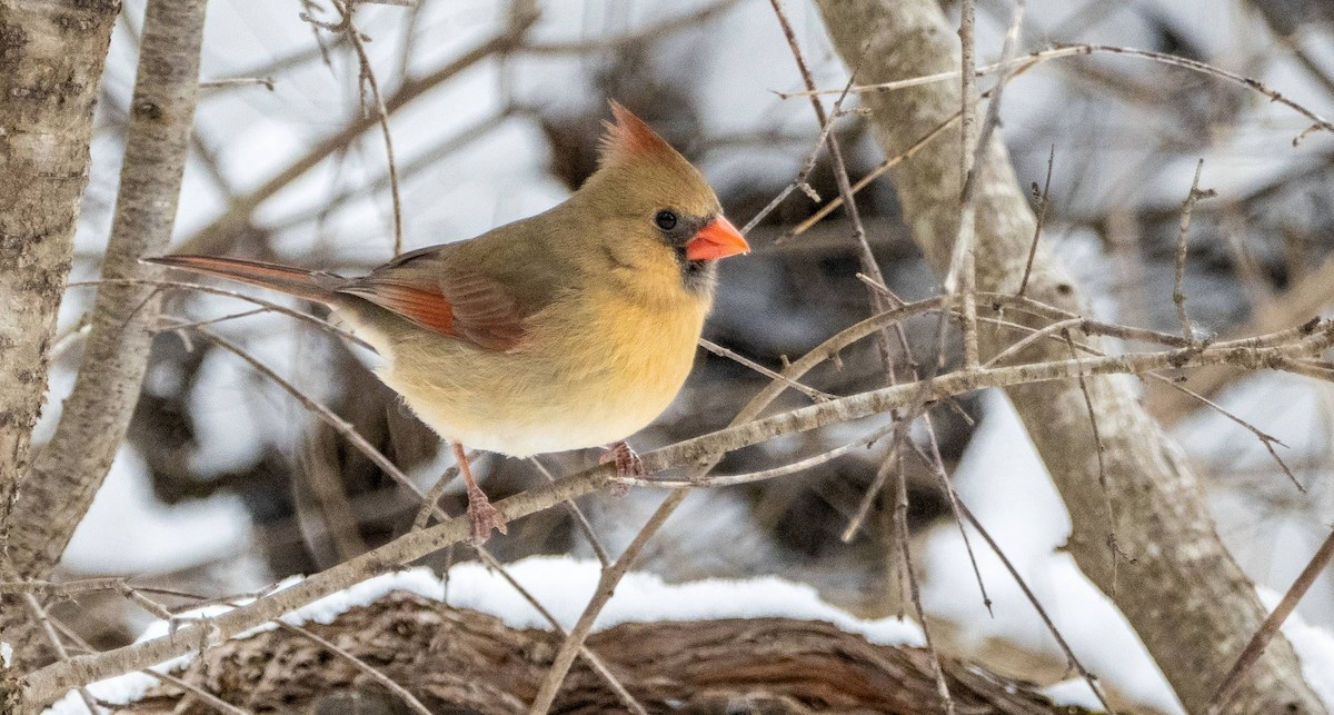 Northern Cardinal - ML613573982