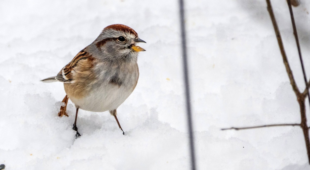 American Tree Sparrow - ML613574006