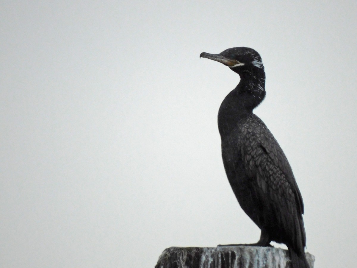 Neotropic Cormorant - ML613574038