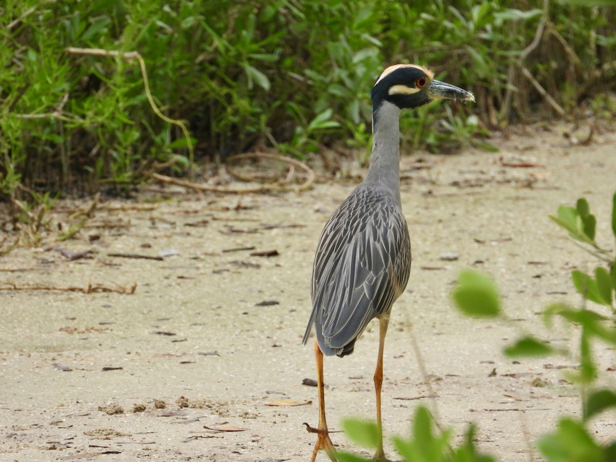 Yellow-crowned Night Heron - ML613574061