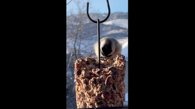 Black-capped Chickadee - ML613574063