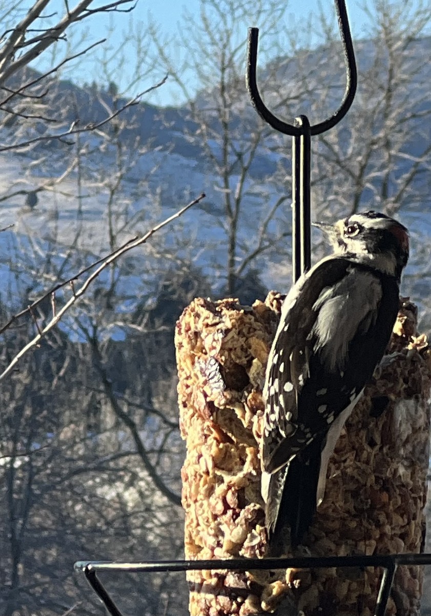 Downy Woodpecker - David Suddjian