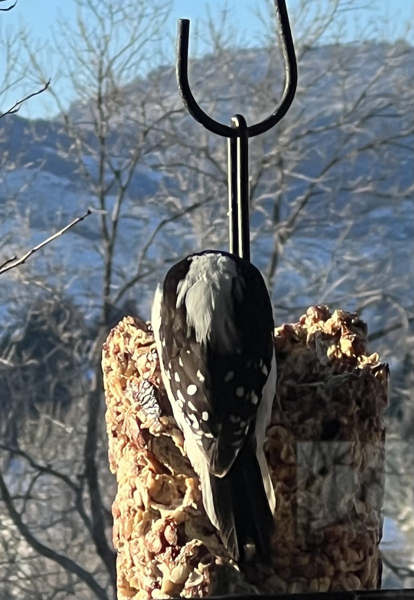 Downy Woodpecker - David Suddjian