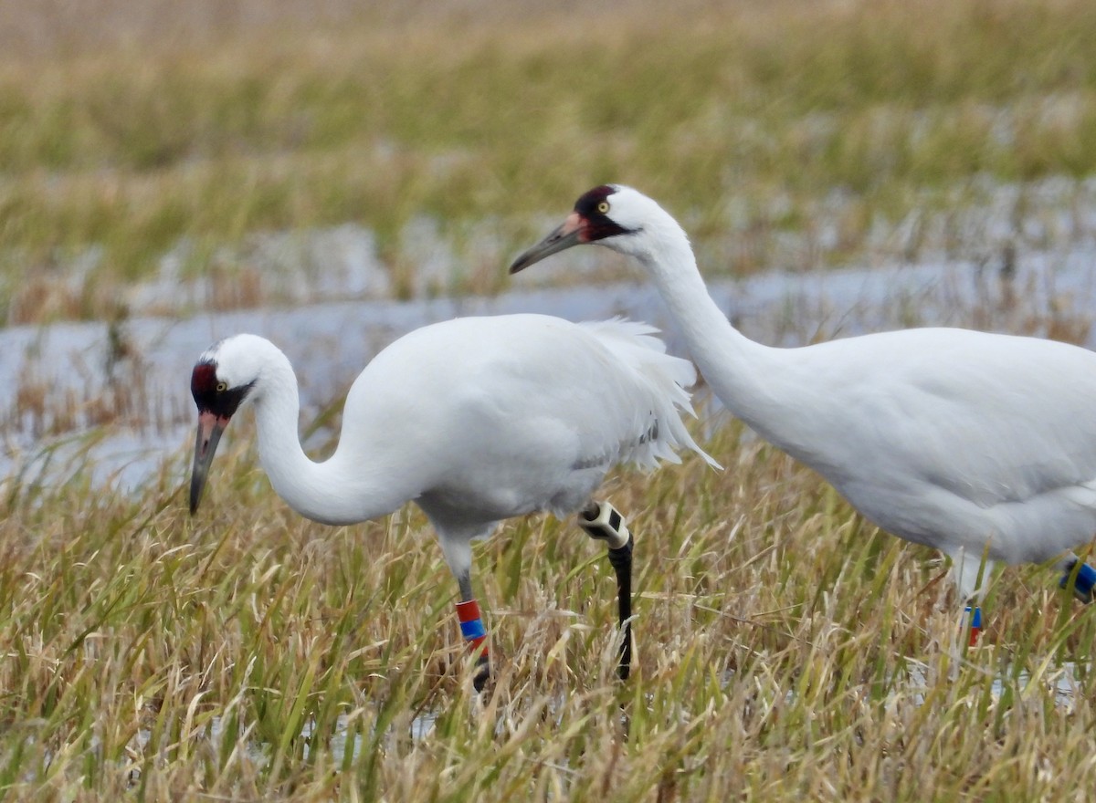 Whooping Crane - ML613574235