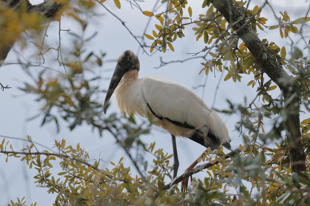 Wood Stork - ML613574266