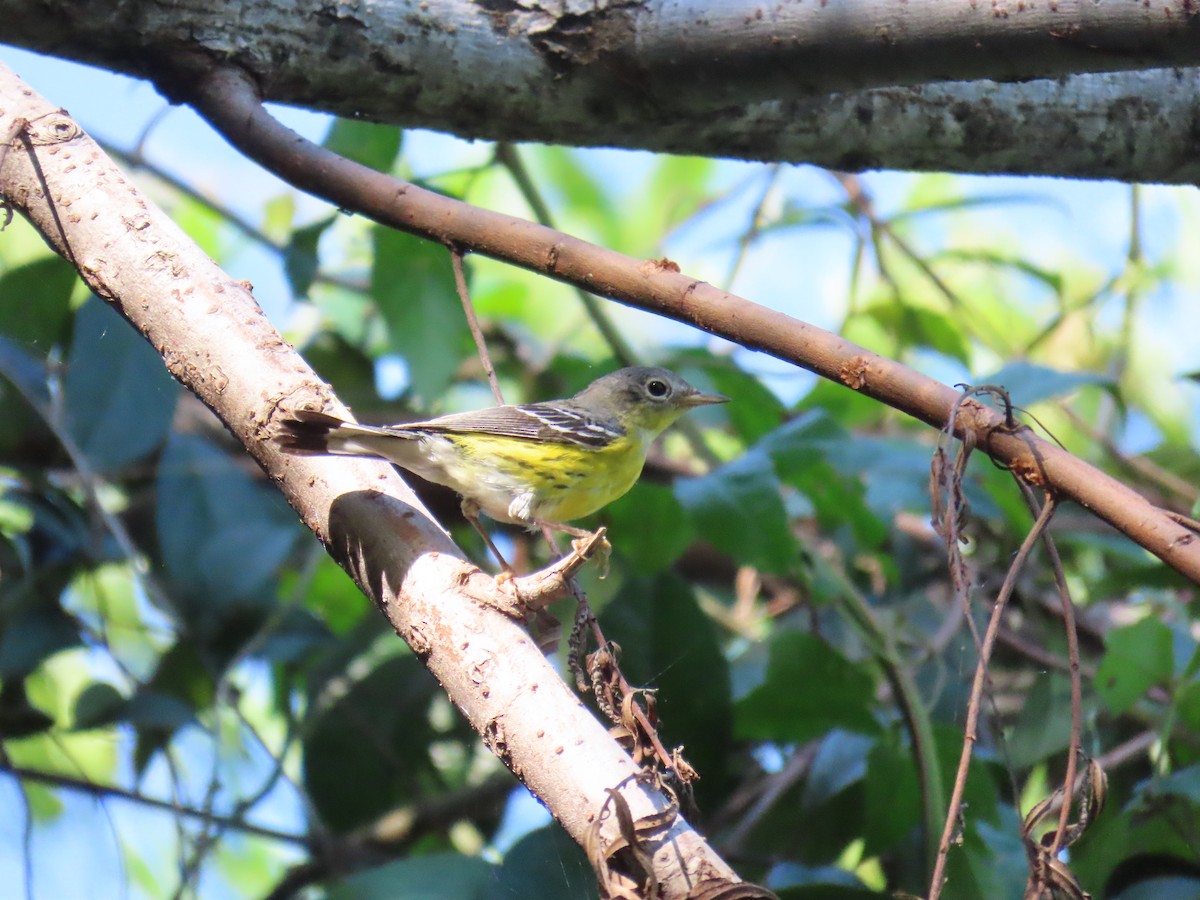 Magnolia Warbler - otto seydel