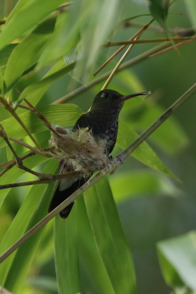kolibřík safírový - ML613574275