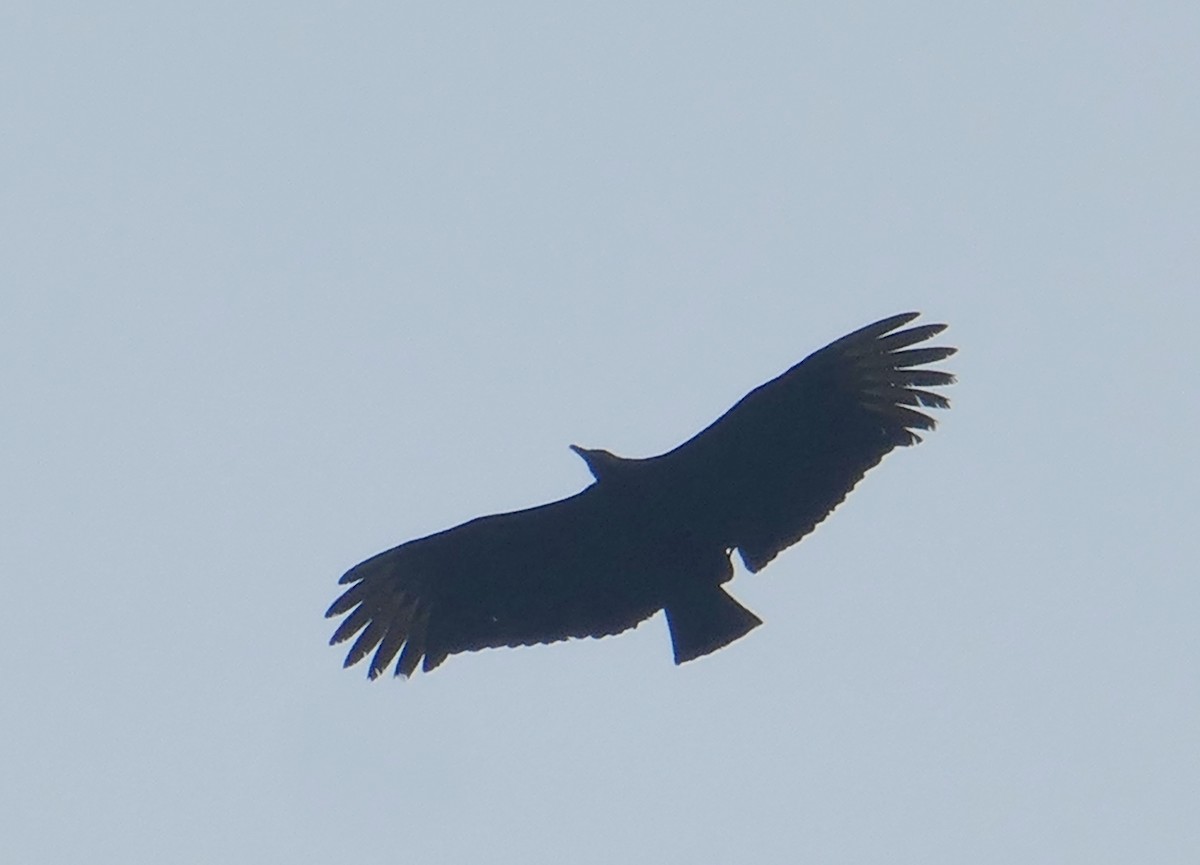 Black Vulture - ML613574299