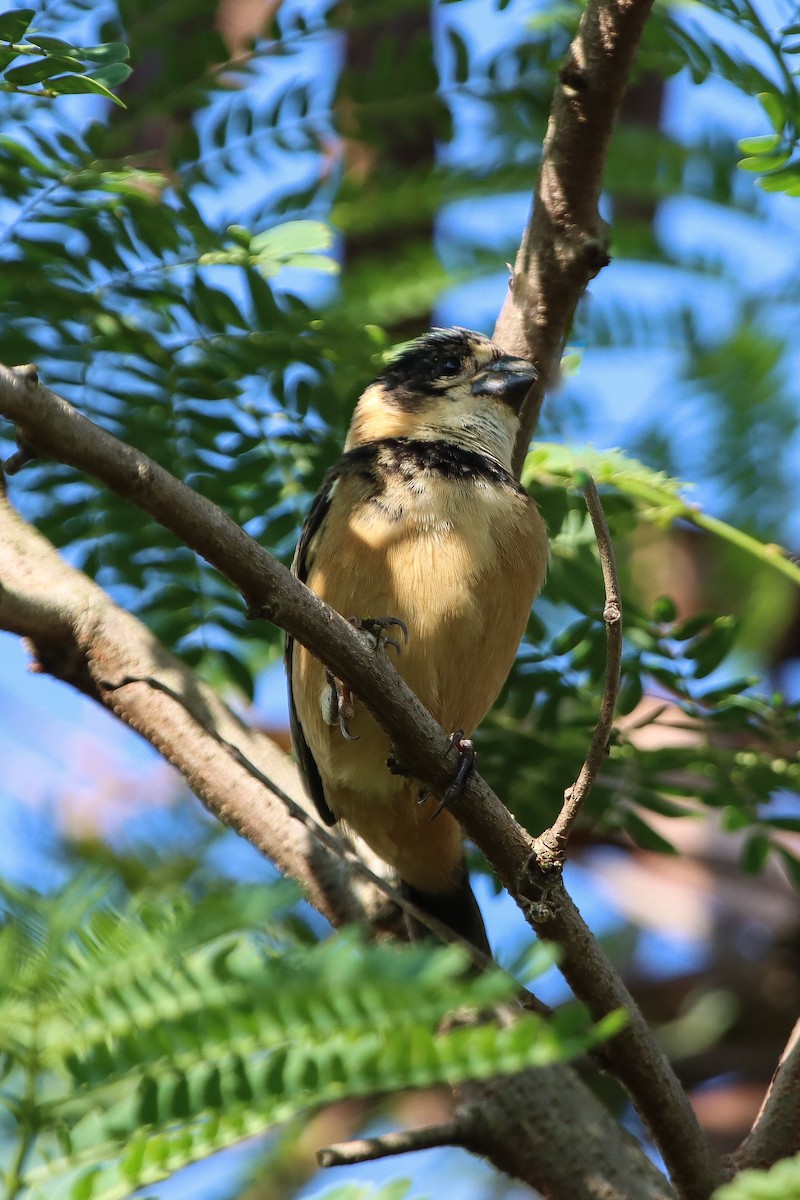 Rusty-collared Seedeater - ML613574333