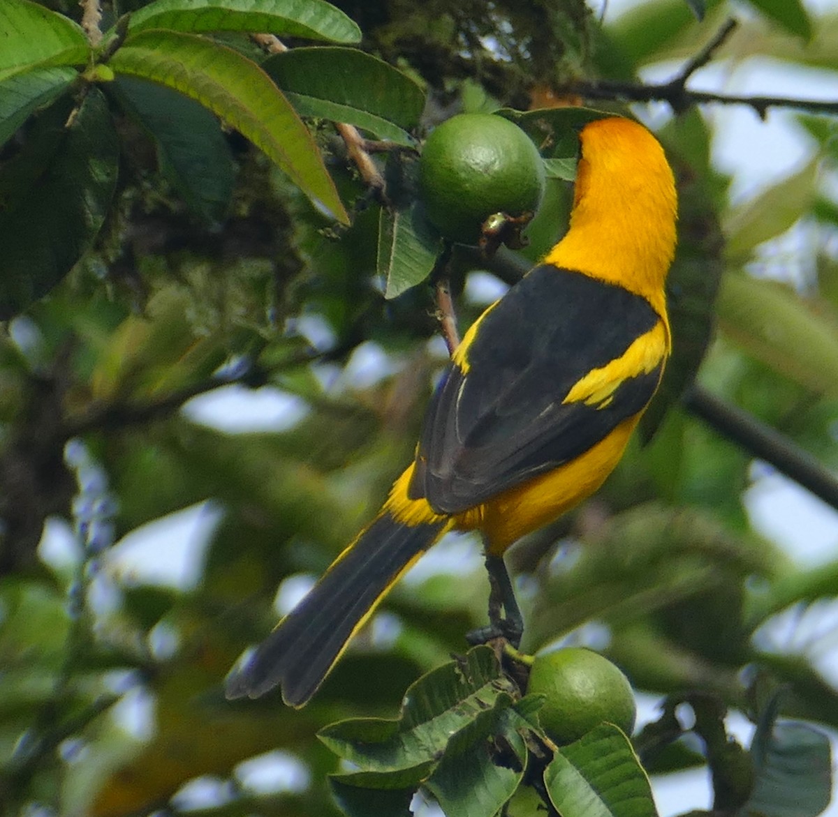 Oriole à queue jaune - ML613574365