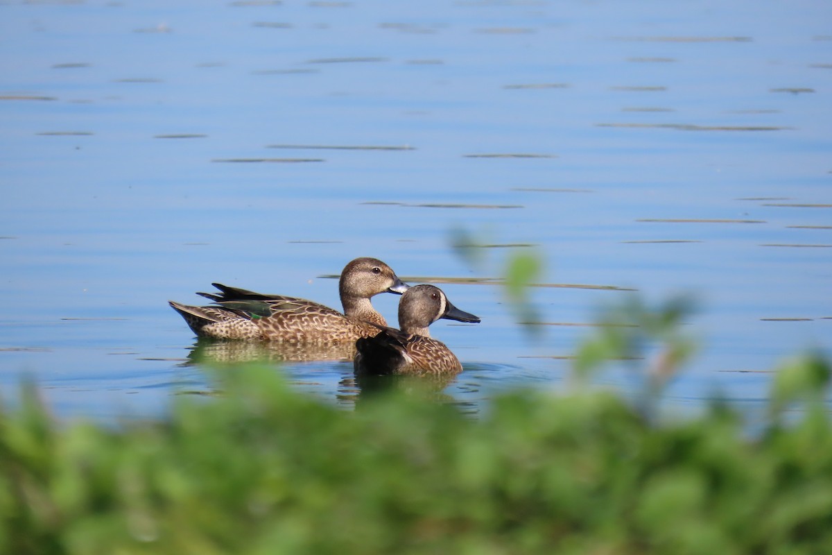 Blue-winged Teal - ML613574431