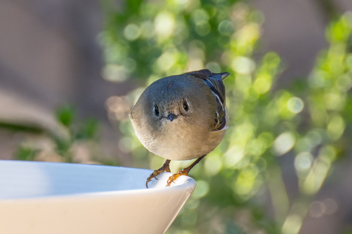 Ruby-crowned Kinglet - Ruslan Balagansky