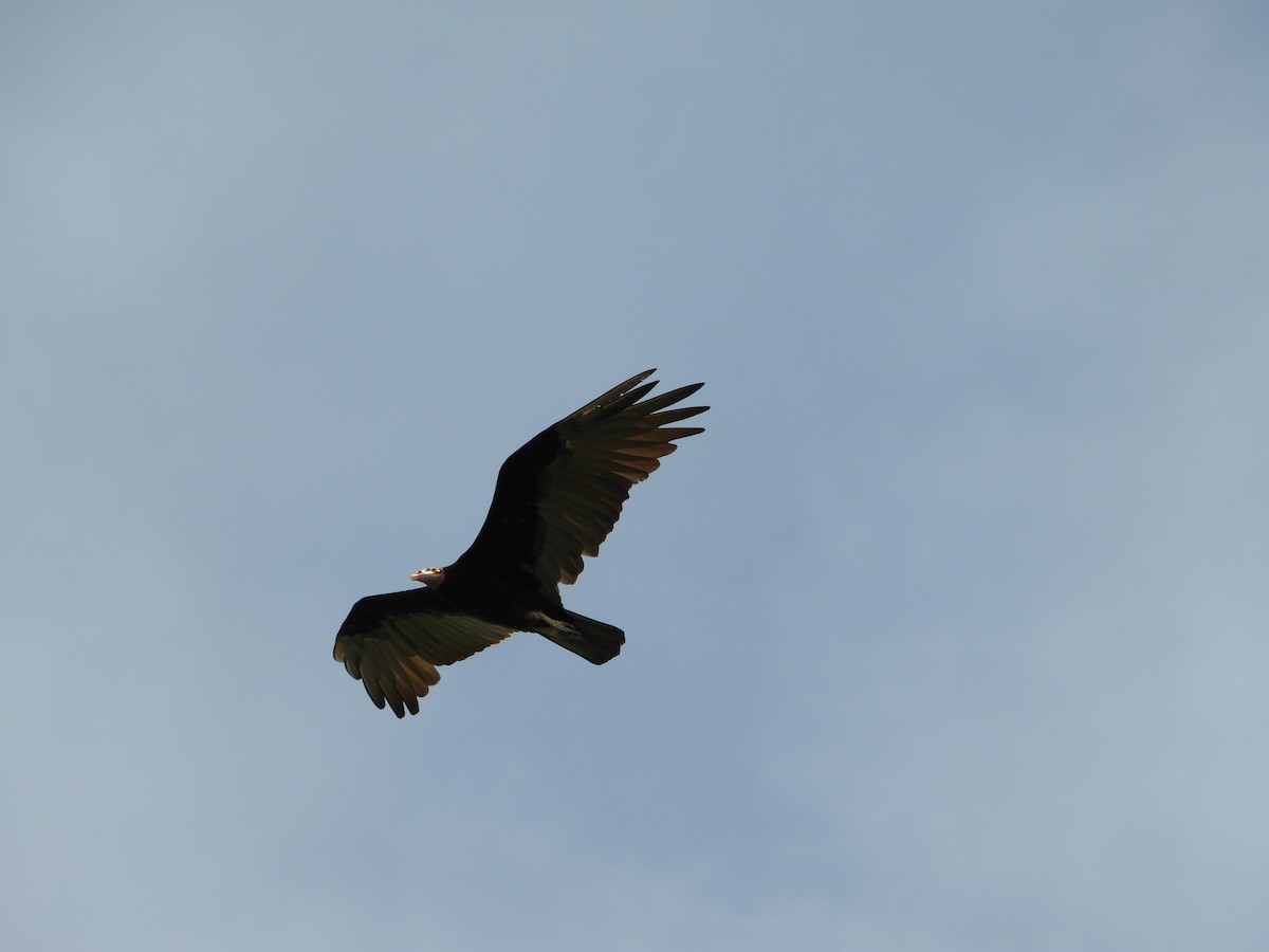 Lesser Yellow-headed Vulture - ML613574647