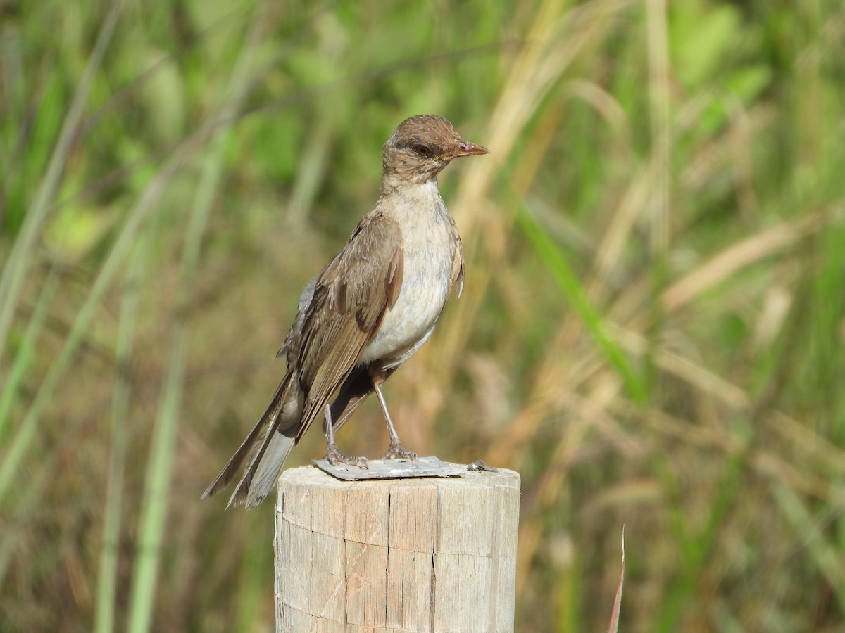 Creamy-bellied Thrush - ML613574667