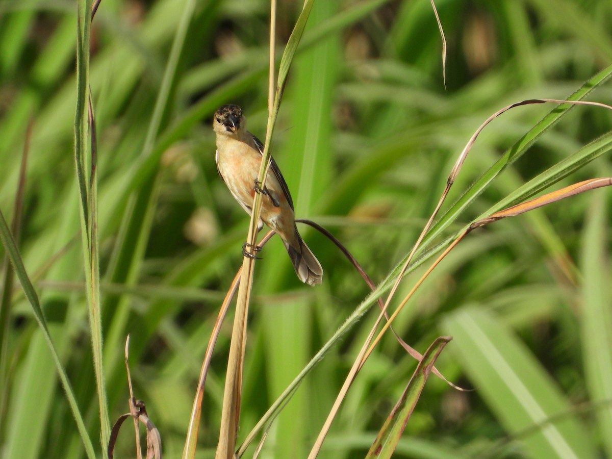 Copper Seedeater - Rogerio Eduardo  Almeida Barboza