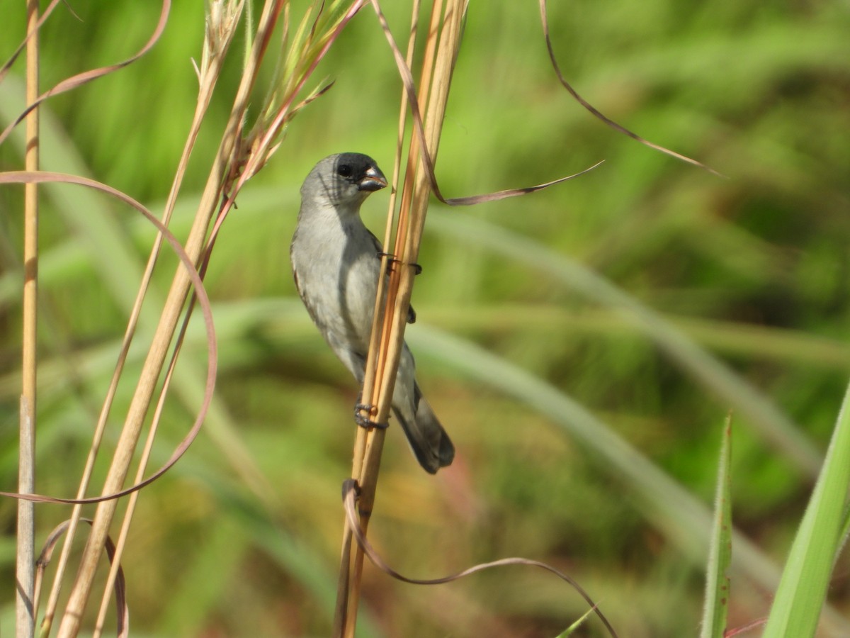 Plumbeous Seedeater - ML613574680