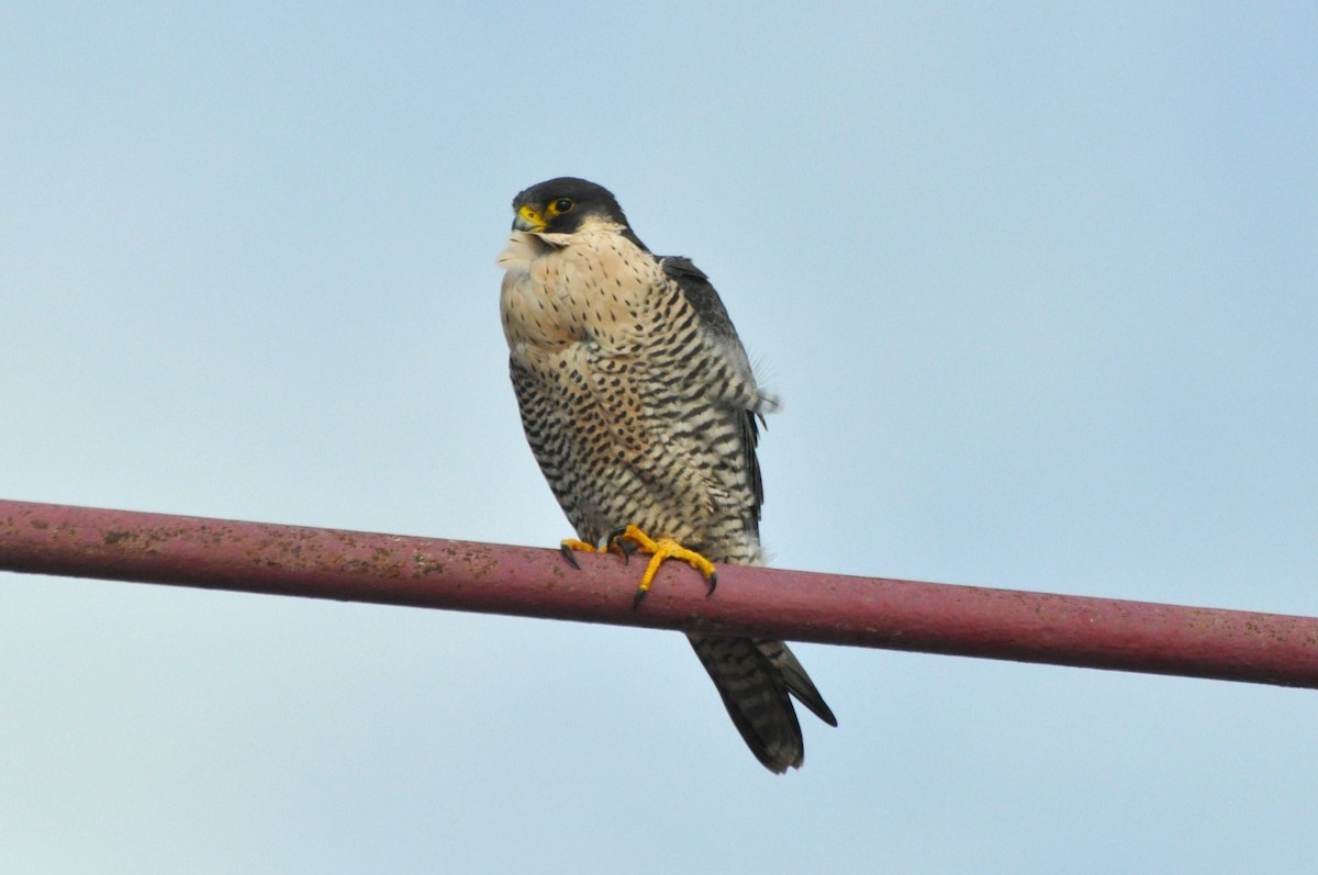 Peregrine Falcon - ML613574728