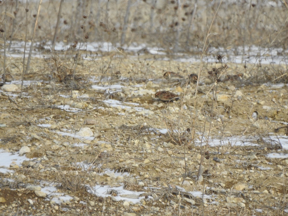 Lapland Longspur - ML613574769