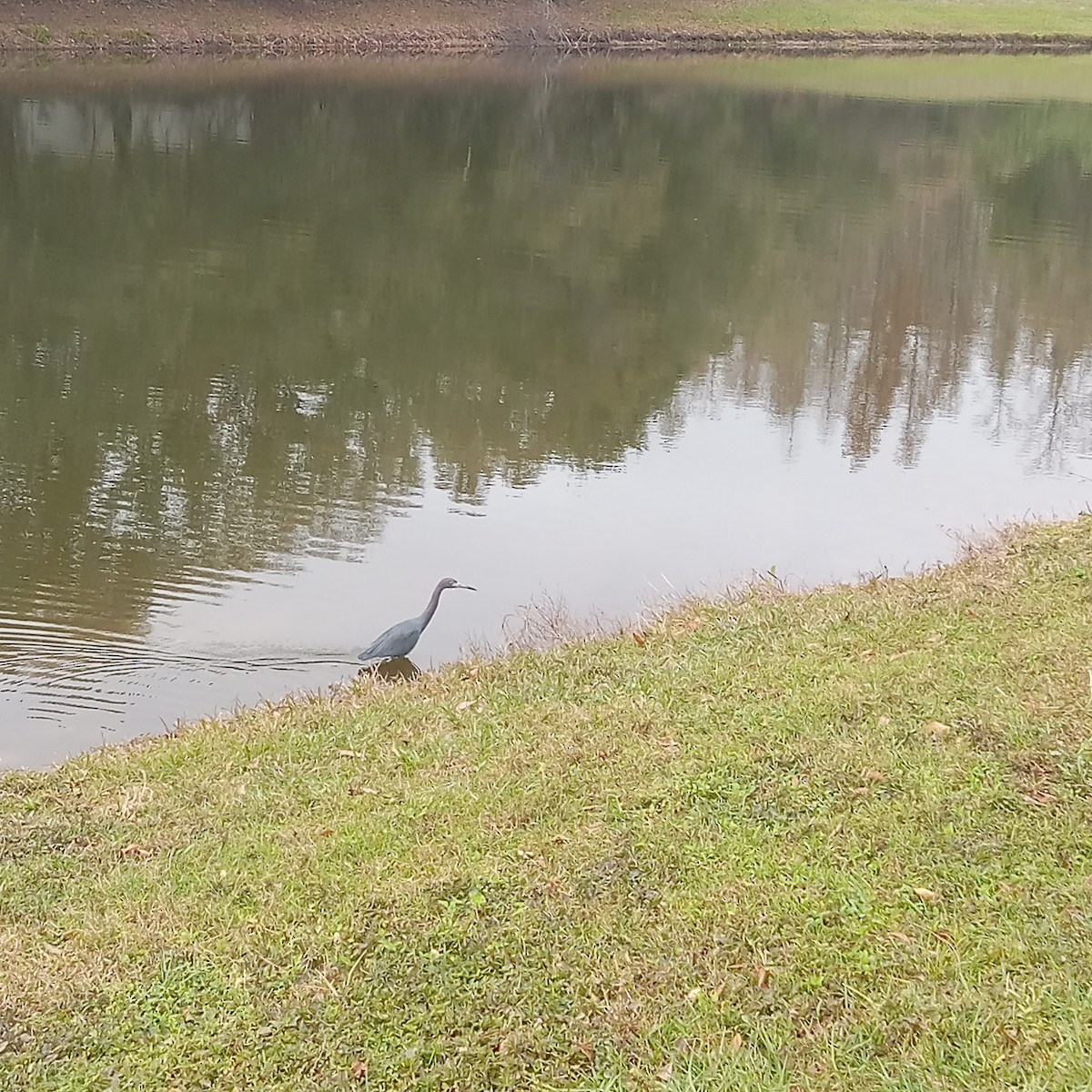 Little Blue Heron - ML613574820