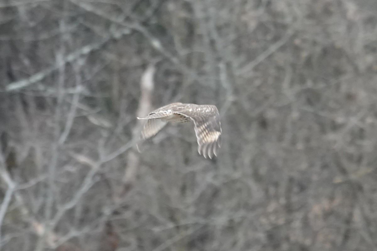 Red-shouldered Hawk - ML613574875