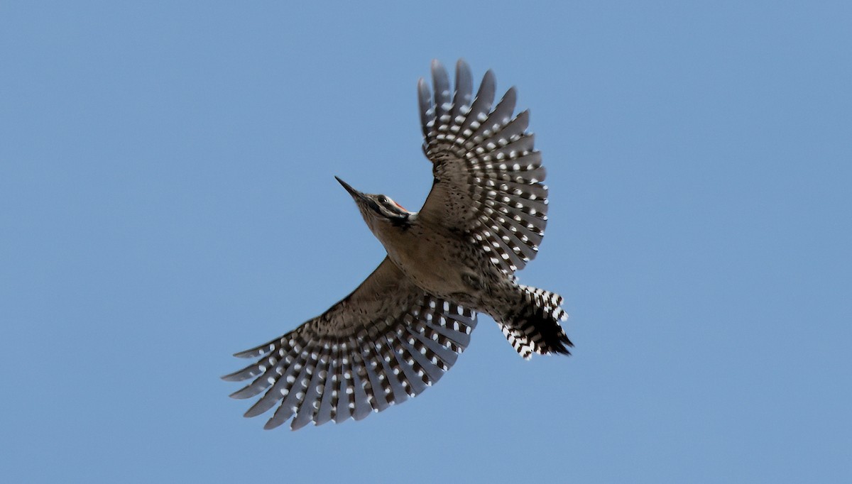 Ladder-backed Woodpecker - ML613574949