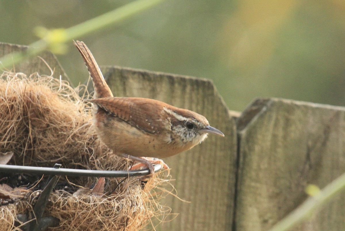 Carolina Wren - ML613574953