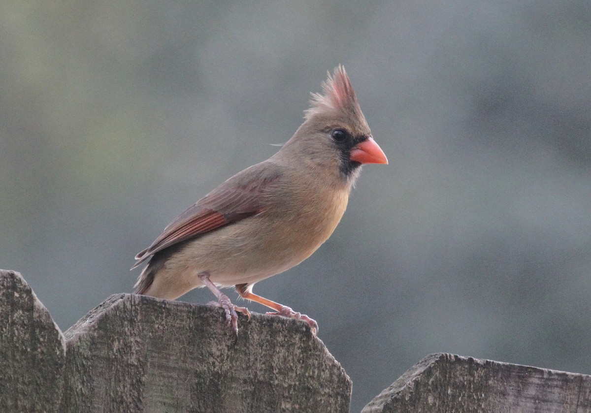 Northern Cardinal - ML613574962