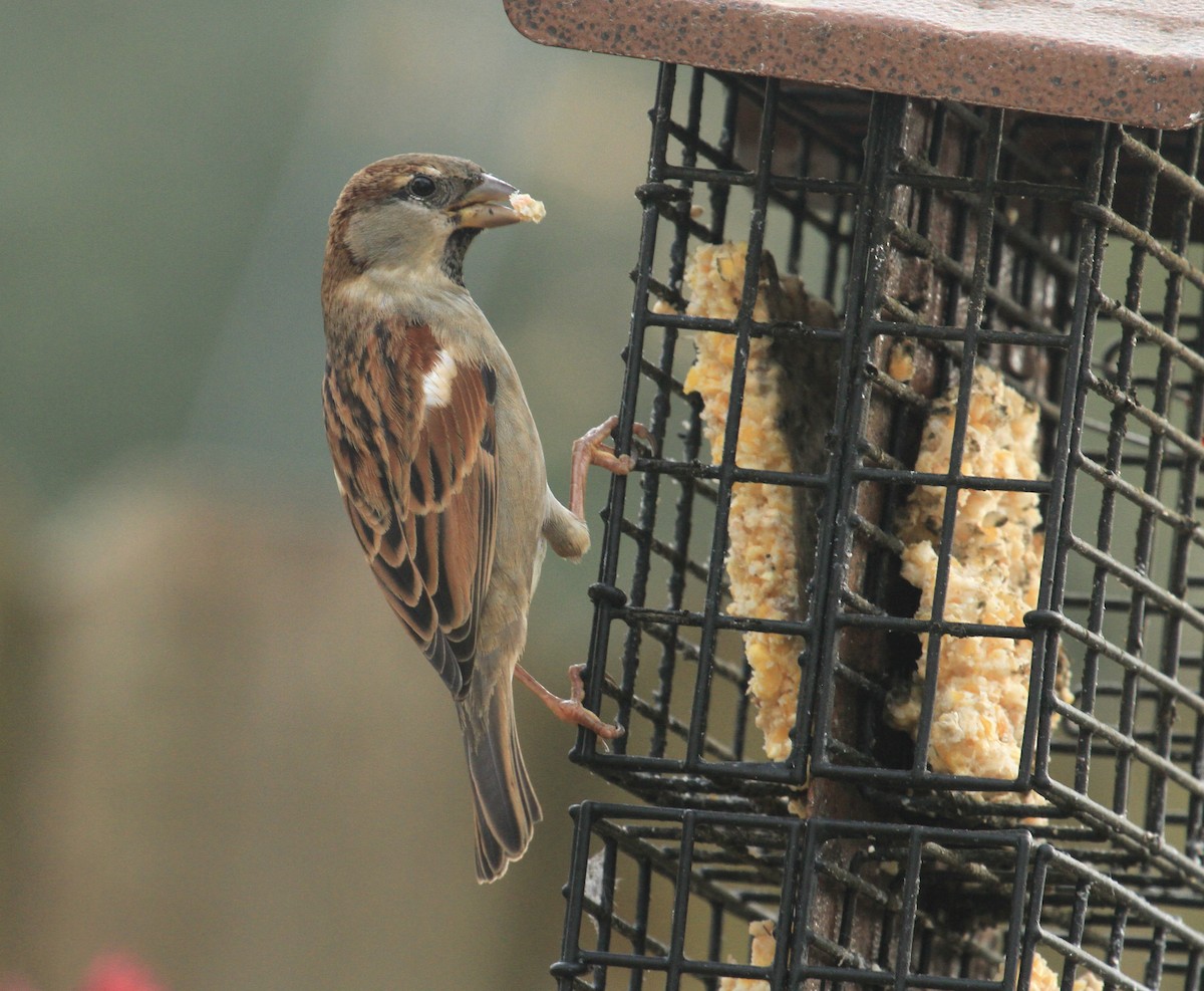 House Sparrow - ML613574966