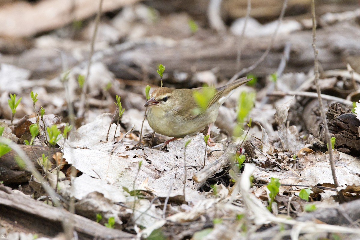 Swainson's Warbler - ML613575060