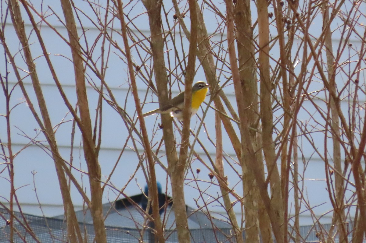 Yellow-breasted Chat - ML613575210