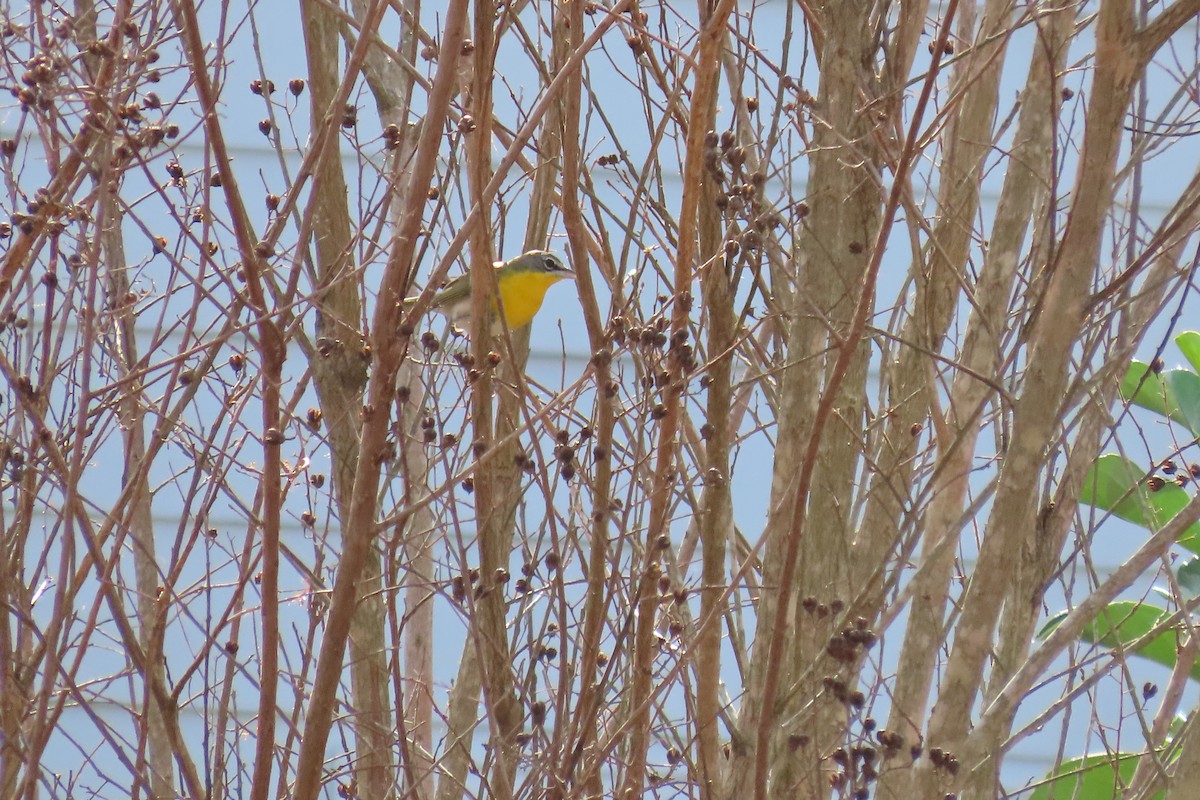 Yellow-breasted Chat - ML613575212