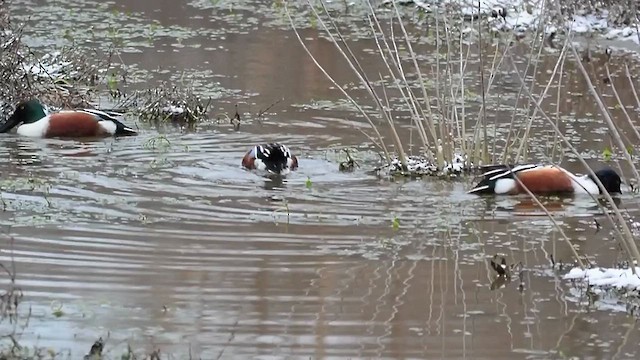 Northern Shoveler - ML613575255