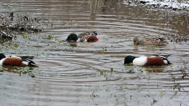 Northern Shoveler - ML613575256