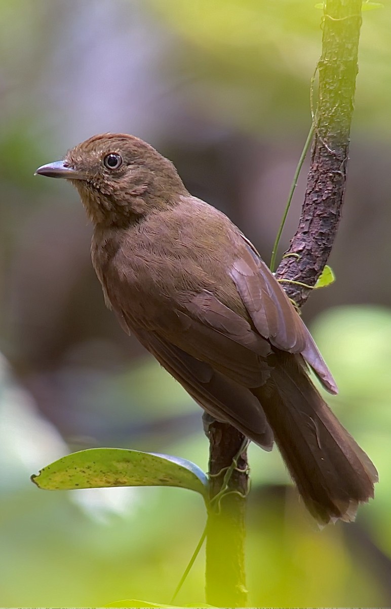 Brown-winged Schiffornis - William Orellana (Beaks and Peaks)