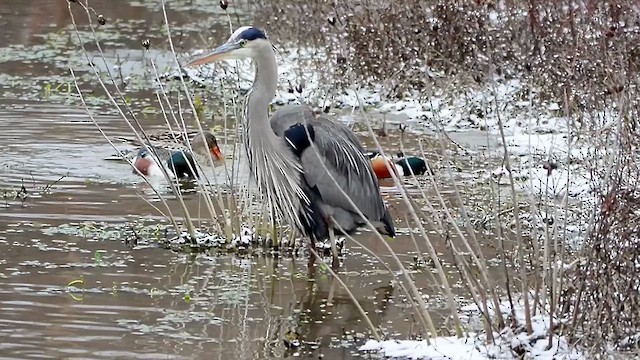 Great Blue Heron - ML613575311