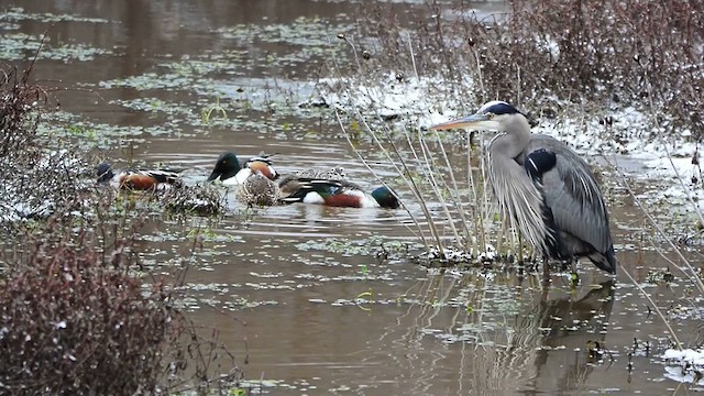 Great Blue Heron - ML613575312