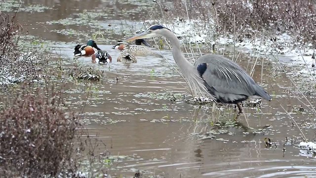 Great Blue Heron - ML613575313