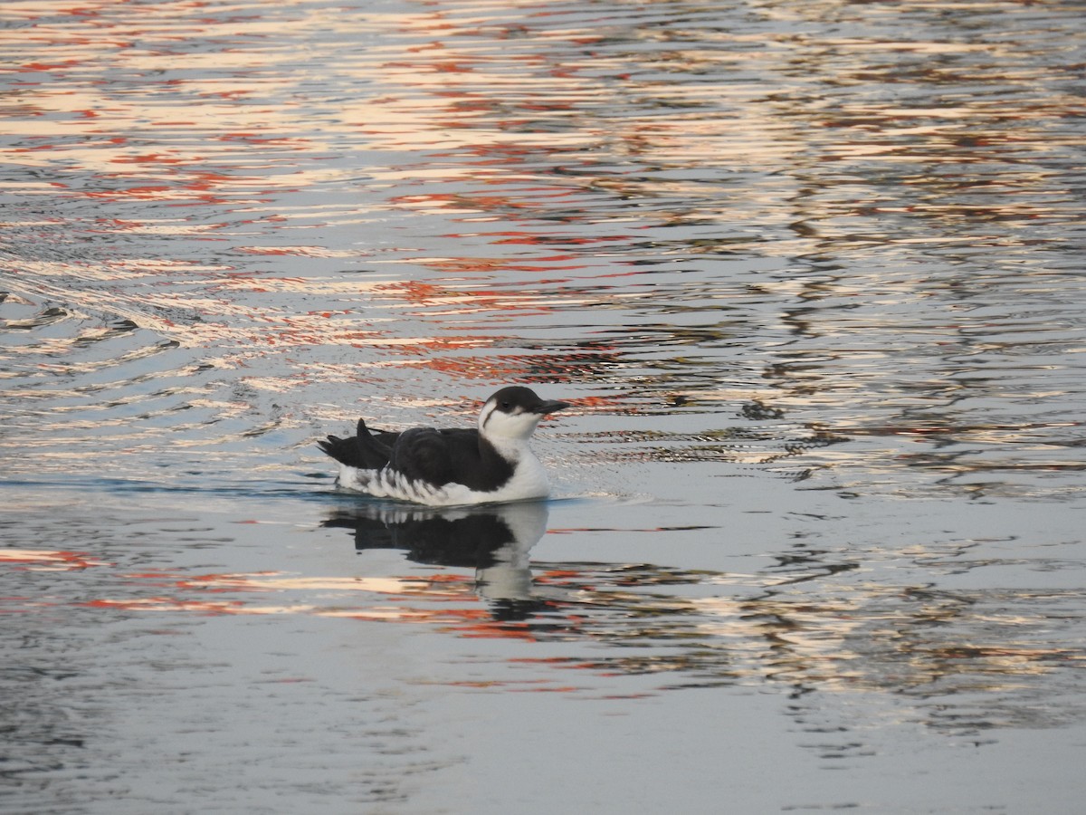 Common Murre - ML613575340