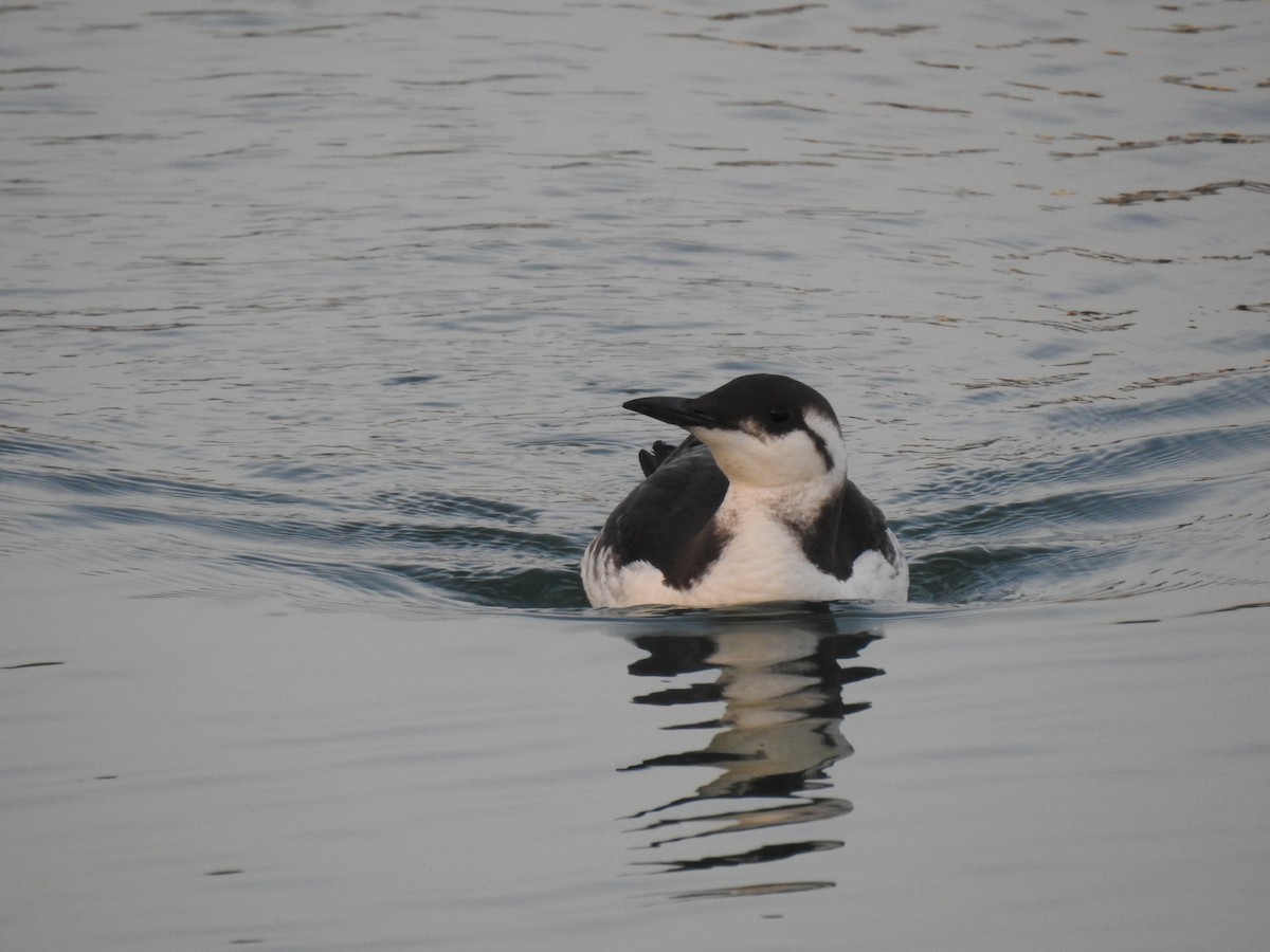 Common Murre - ML613575343