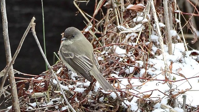 Weißbauch-Phoebetyrann - ML613575359