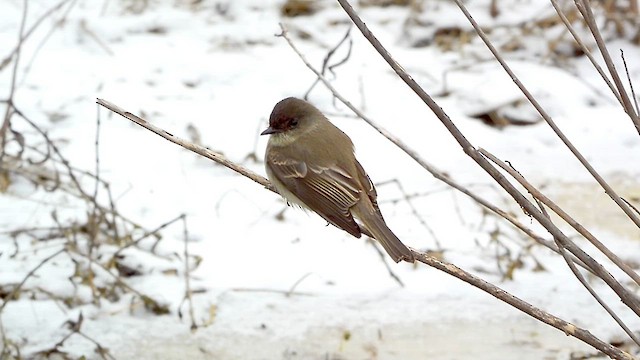 Eastern Phoebe - ML613575360