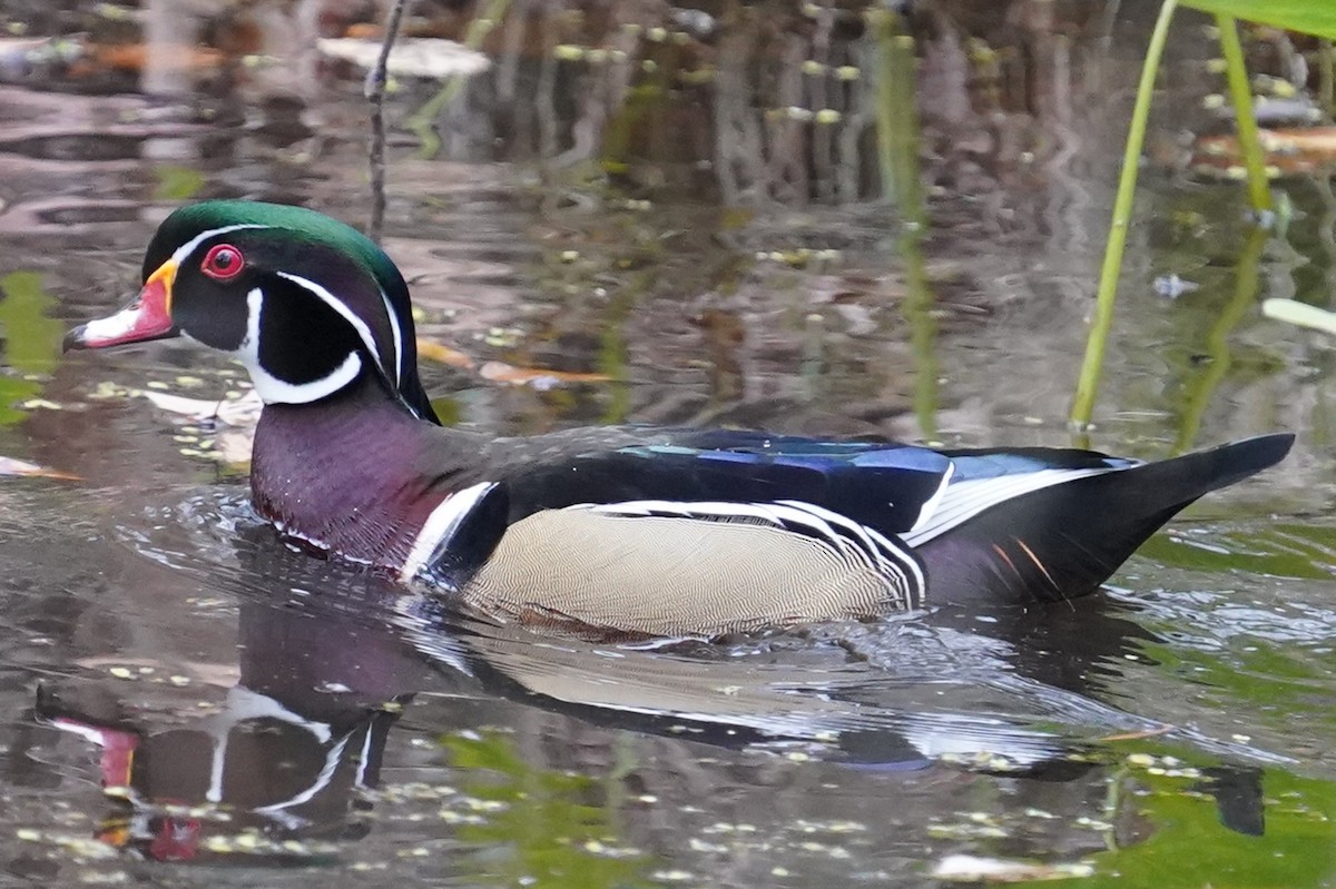 Wood Duck - ML613575375