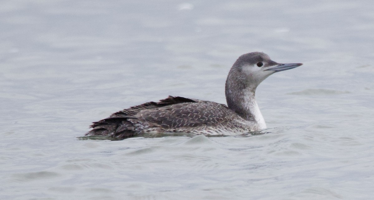Red-throated Loon - ML613575382