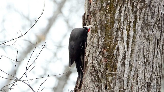 Pileated Woodpecker - ML613575412