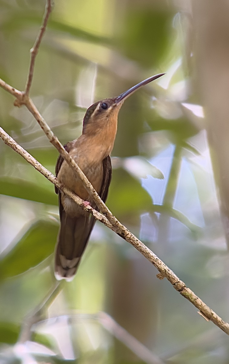 Hook-billed Hermit - ML613575416